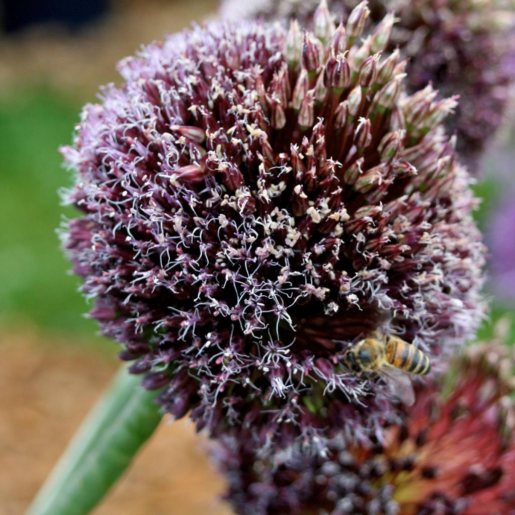 Allium amethystinum Forelock - Zierlauch