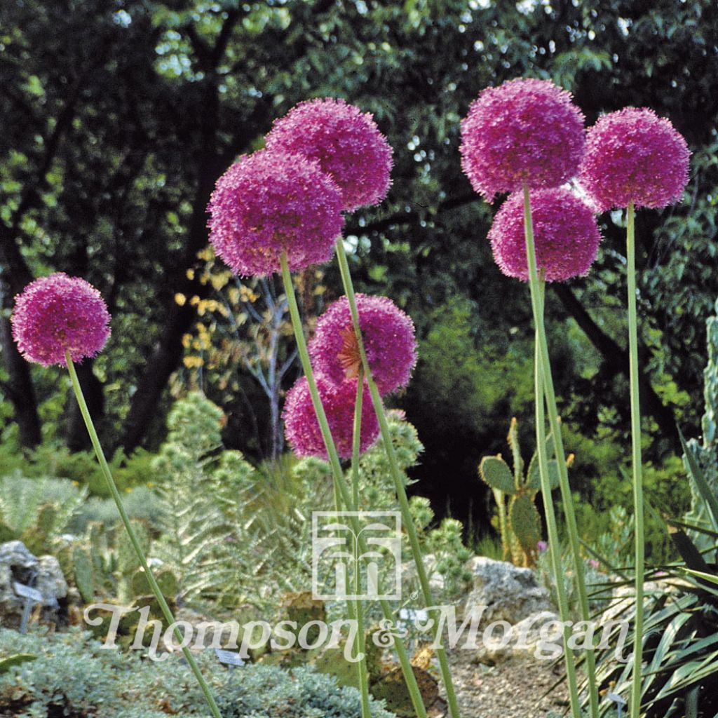 Allium giganteum (Samen) - Riesen-Lauch