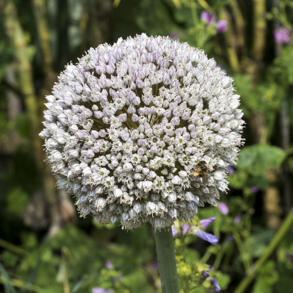 Sommerknoblauch - Allium ampeloprasum