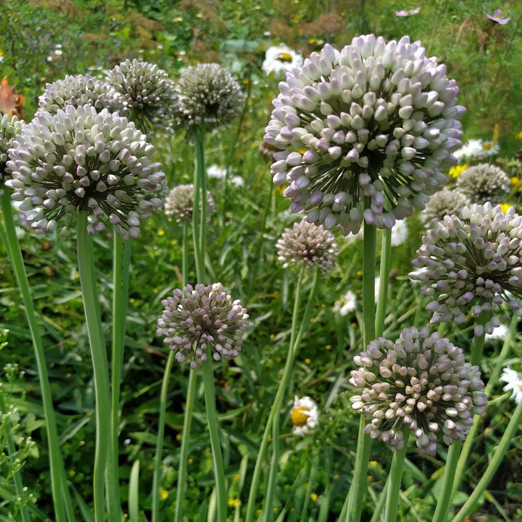 Sommerknoblauch - Allium ampeloprasum