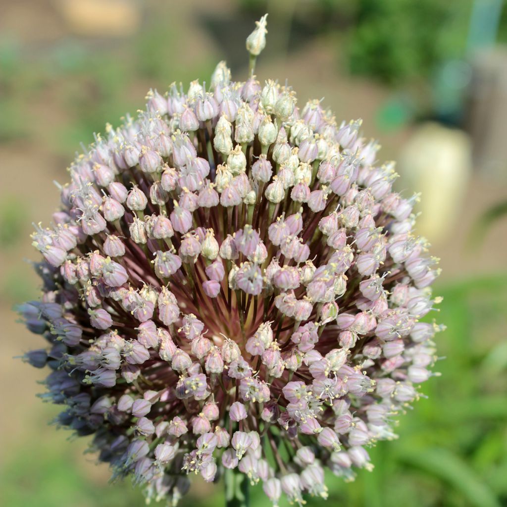 Sommerknoblauch - Allium ampeloprasum