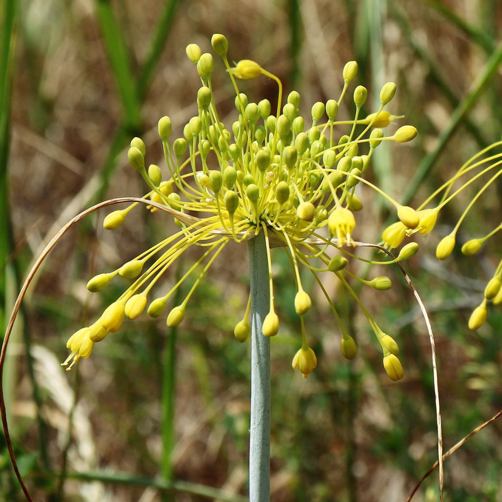 Allium chloranthum Yellow Fantas - Zierlauch