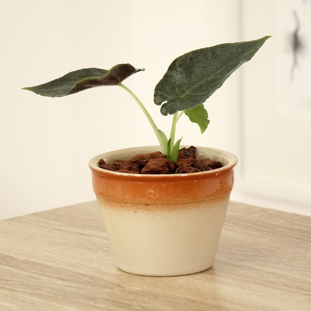 Alocasia Antoro Velvet - Pfeilblattphant