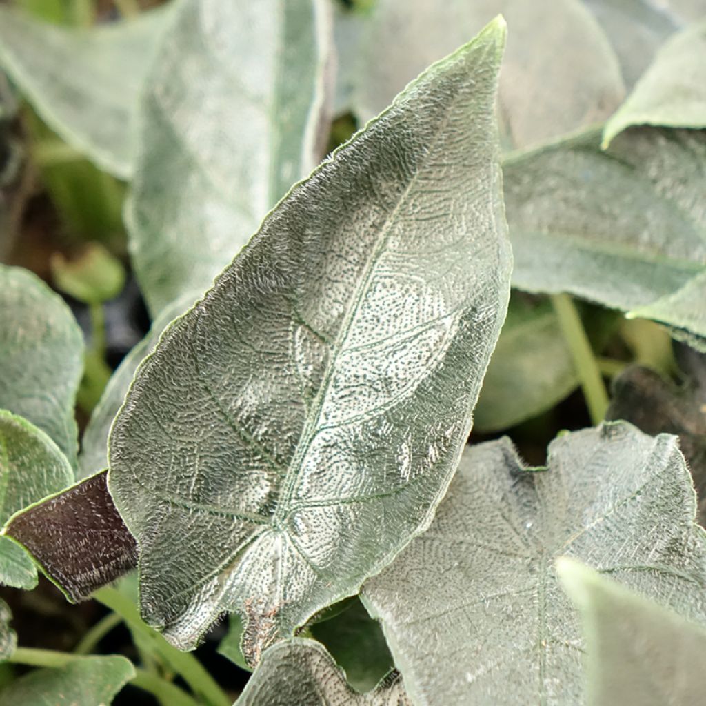 Alocasia Antoro Velvet - Pfeilblattphant