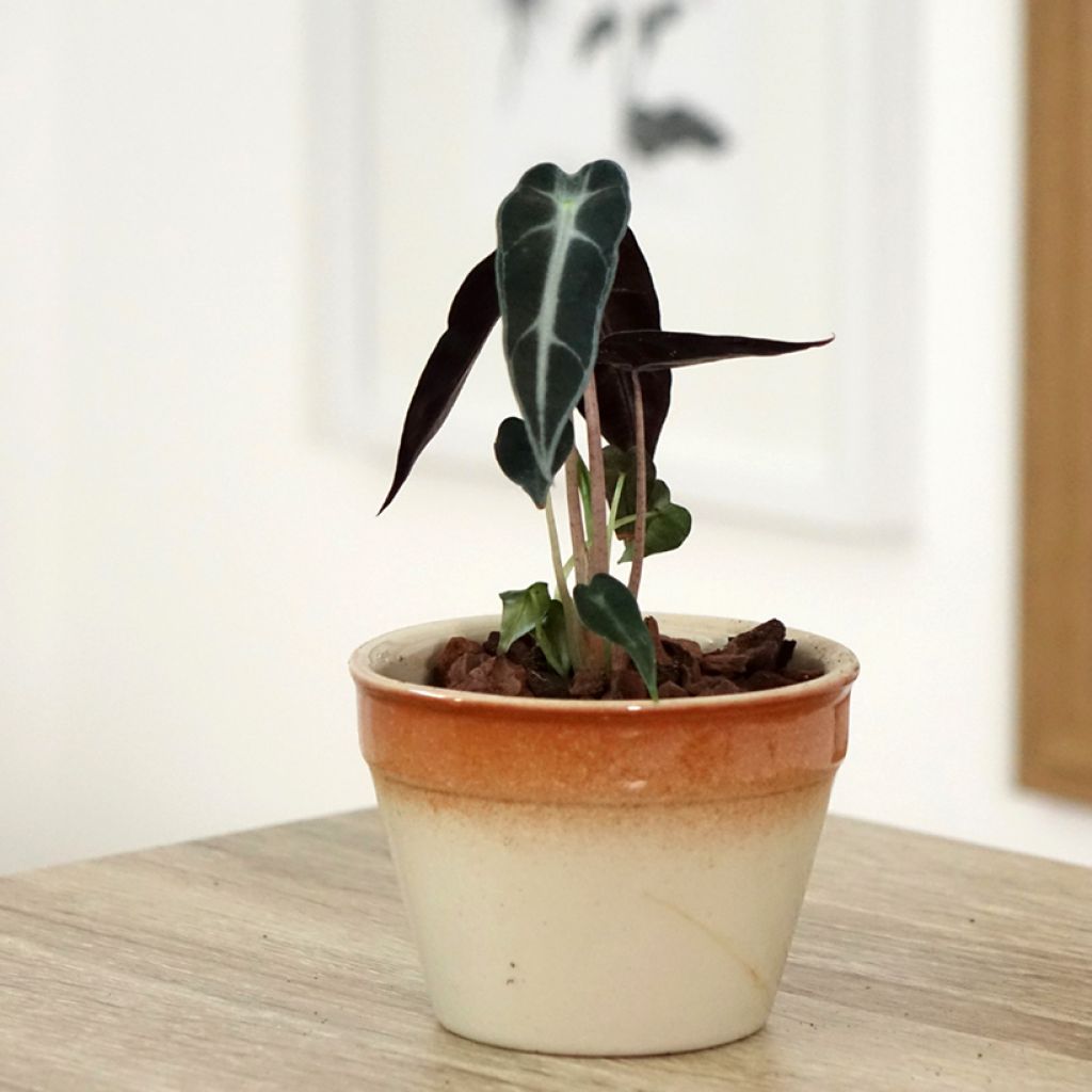 Alocasia Bambino - Pfeilblatt