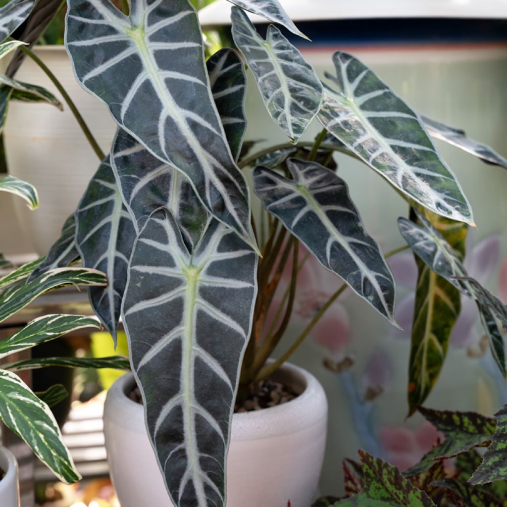 Alocasia Bambino - Pfeilblatt