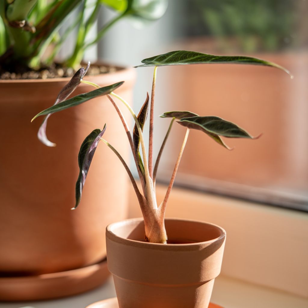 Alocasia Bambino - Pfeilblatt