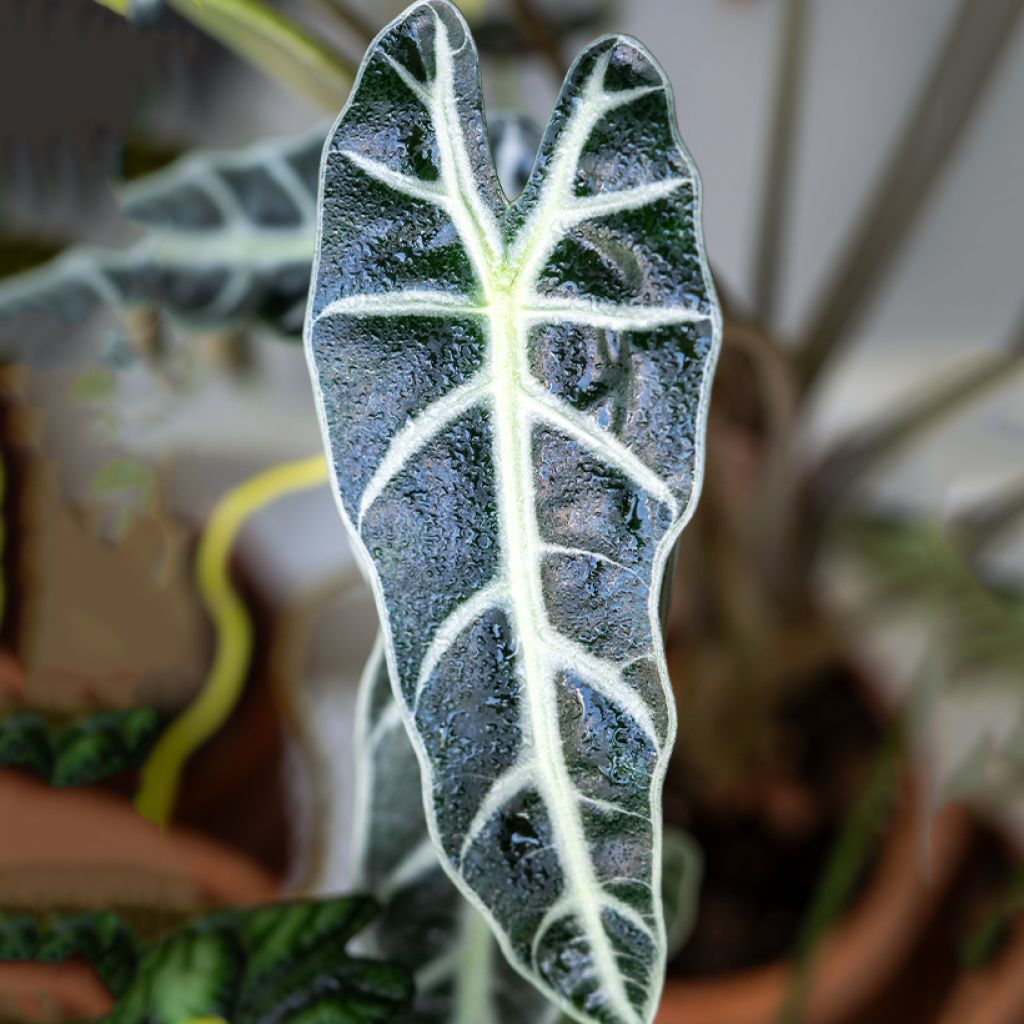 Alocasia Bambino - Pfeilblatt