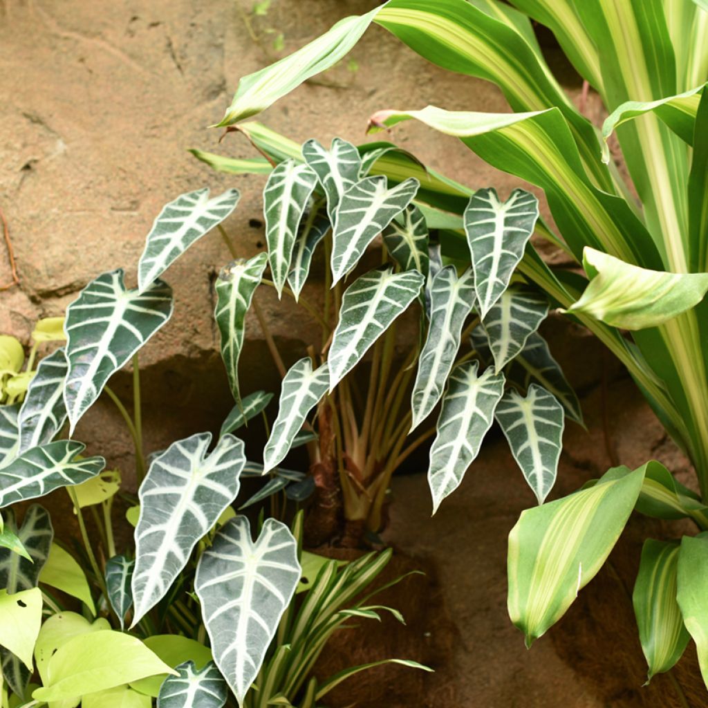 Alocasia Bambino - Pfeilblatt