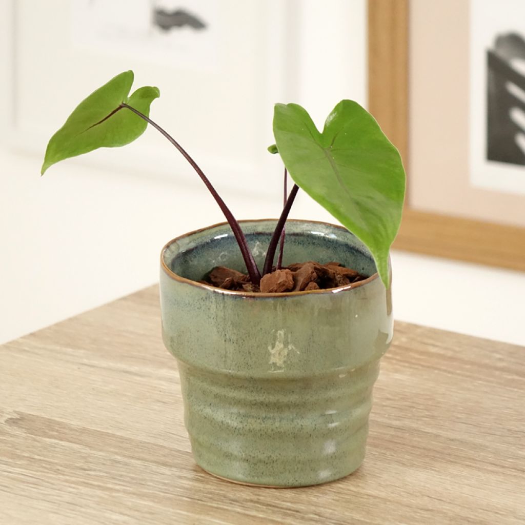 Alocasia Black Stem - Pfeilblatt