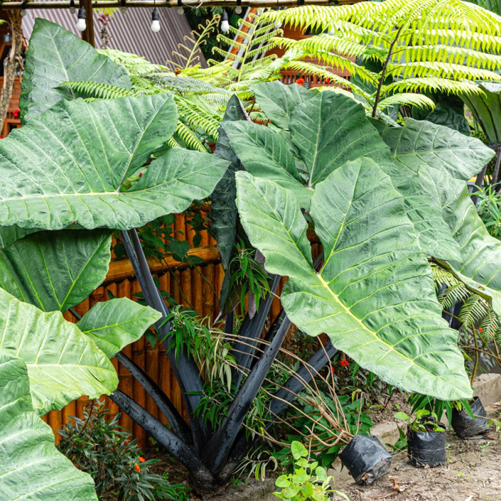 Alocasia Black Stem - Pfeilblatt