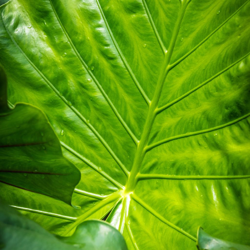 Alocasia Black Stem - Pfeilblatt
