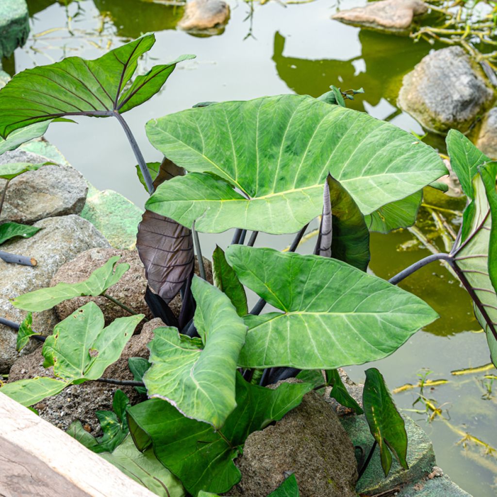 Alocasia Black Stem - Pfeilblatt