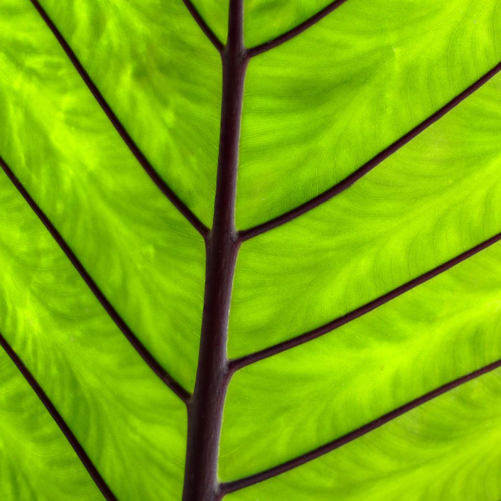 Alocasia Black Stem - Pfeilblatt