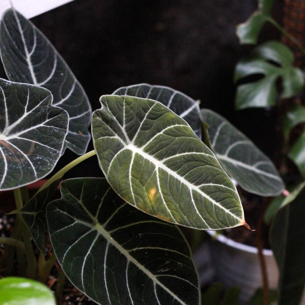 Alocasia Black Velvet - Pfeilblatt