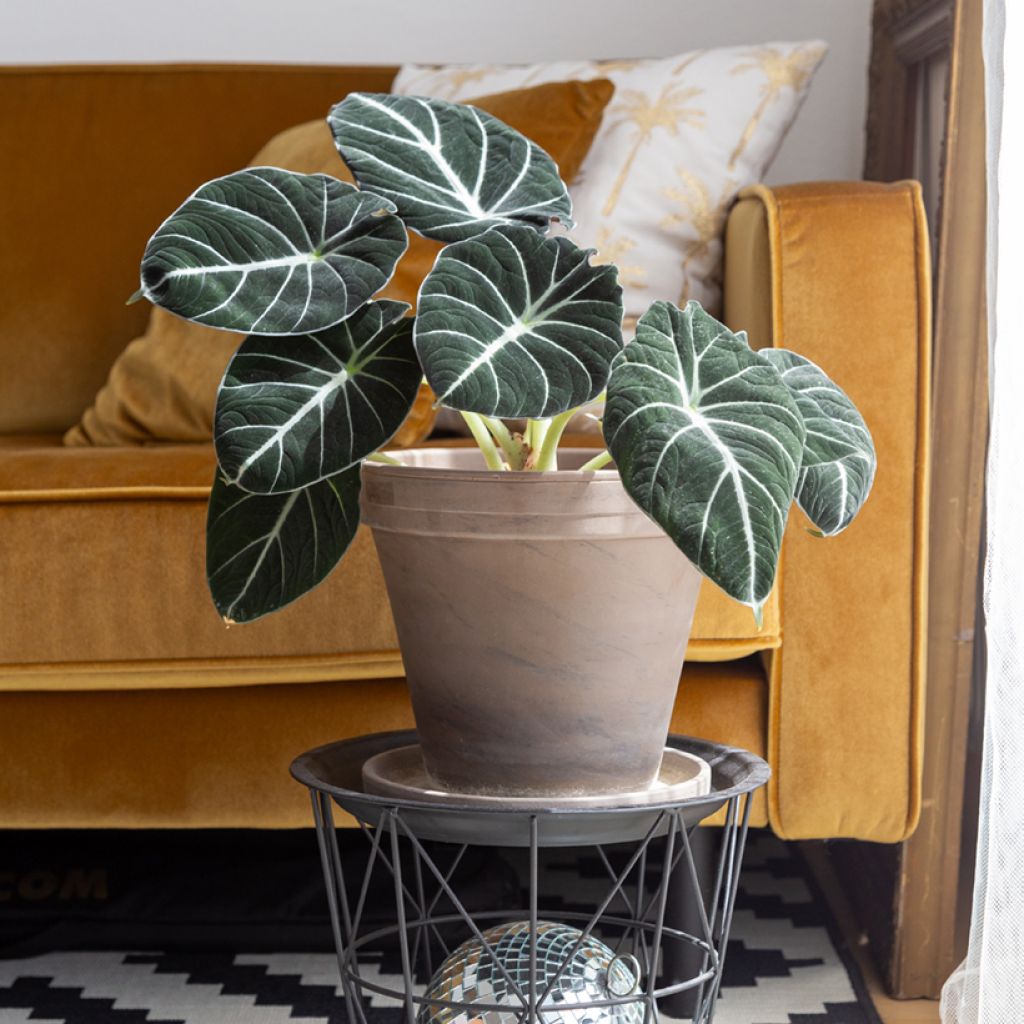 Alocasia Black Velvet - Pfeilblatt