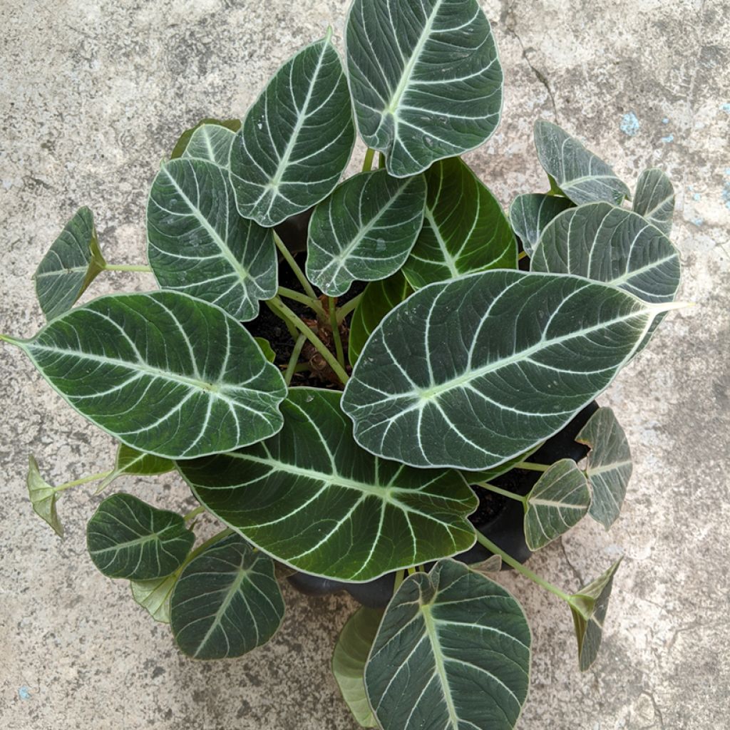 Alocasia Black Velvet - Pfeilblatt