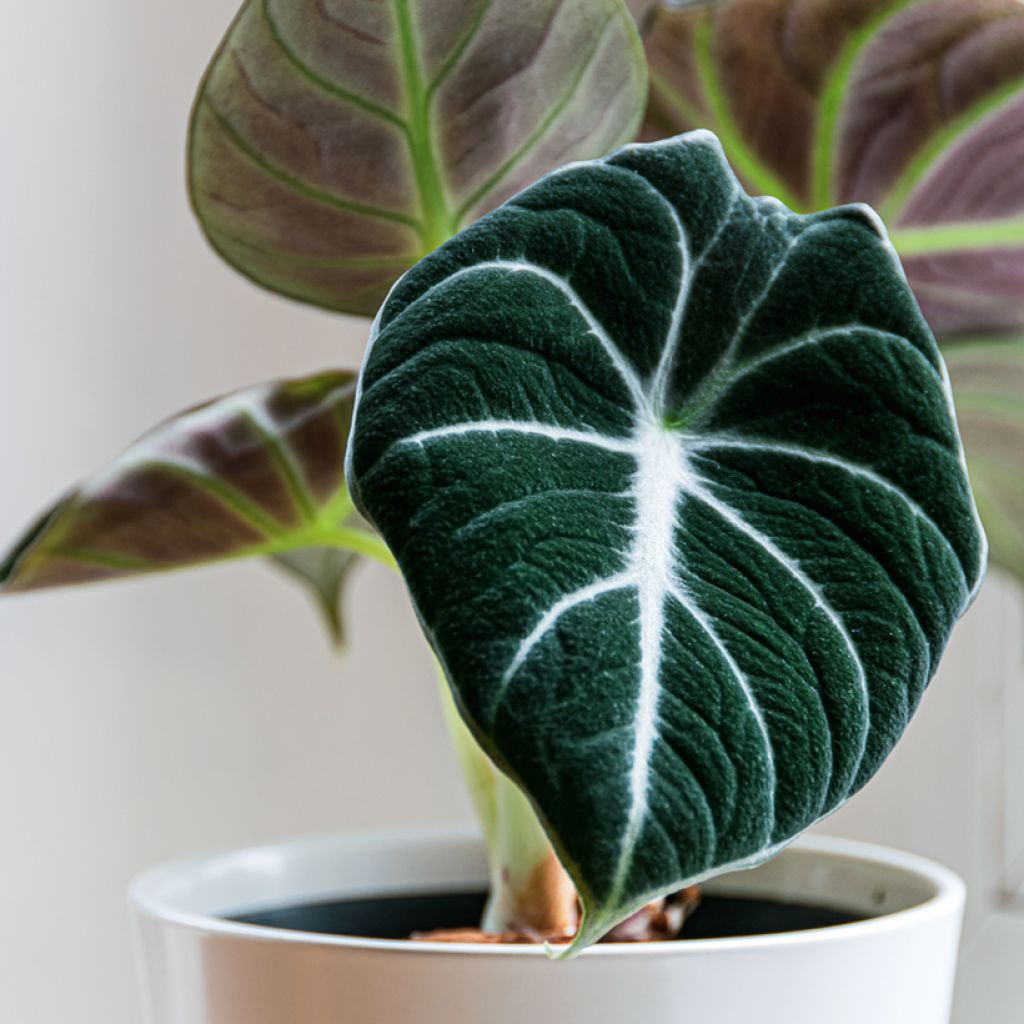 Alocasia Black Velvet - Pfeilblatt