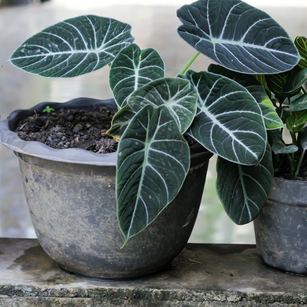 Alocasia Black Velvet - Pfeilblatt