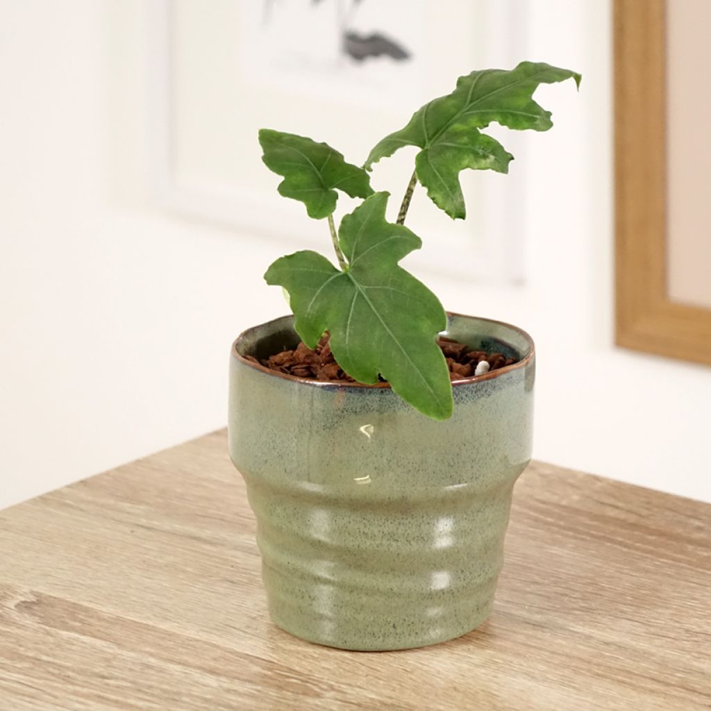 Alocasia brancifolia - Pfeilblatt