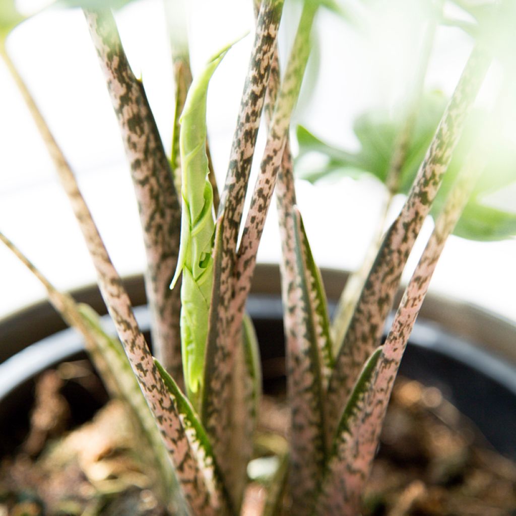 Alocasia brancifolia - Pfeilblatt