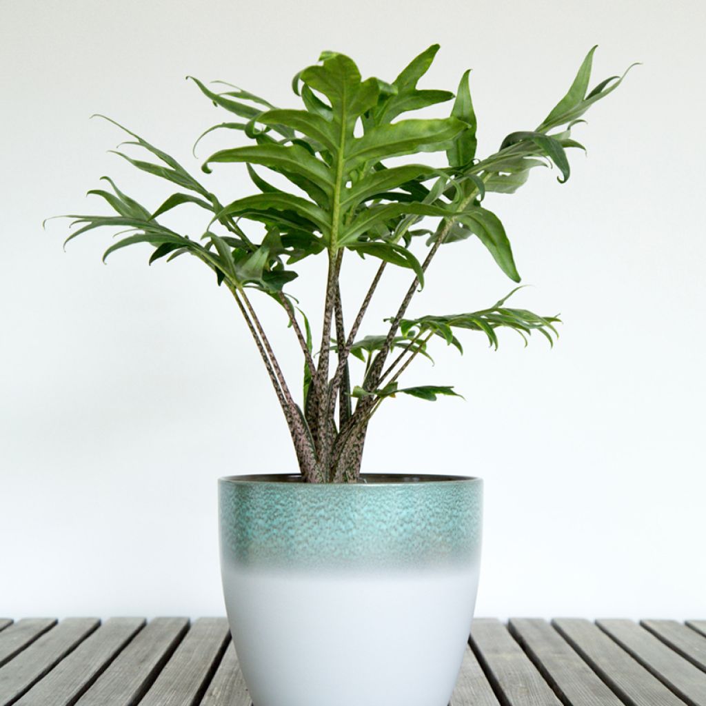 Alocasia brancifolia - Pfeilblatt