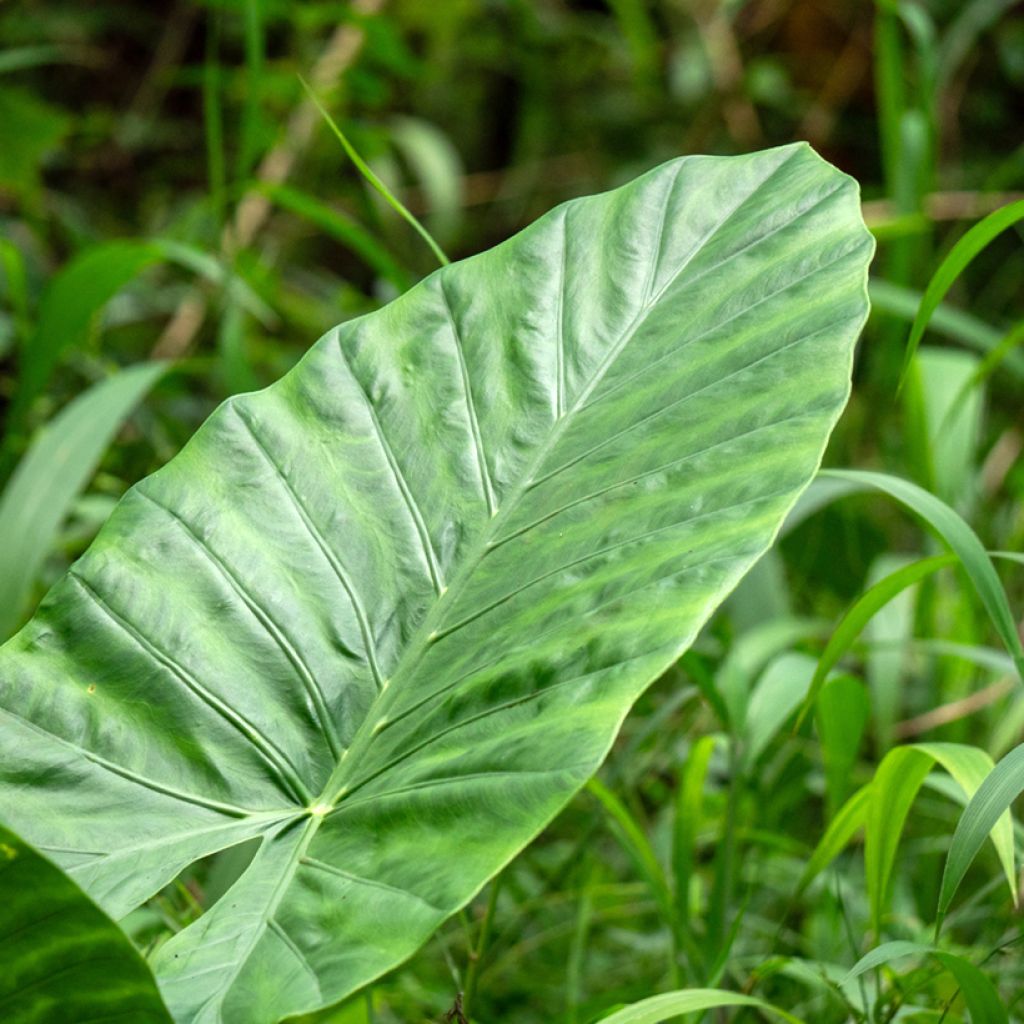Alocasia Calidora - Pfeilblatt