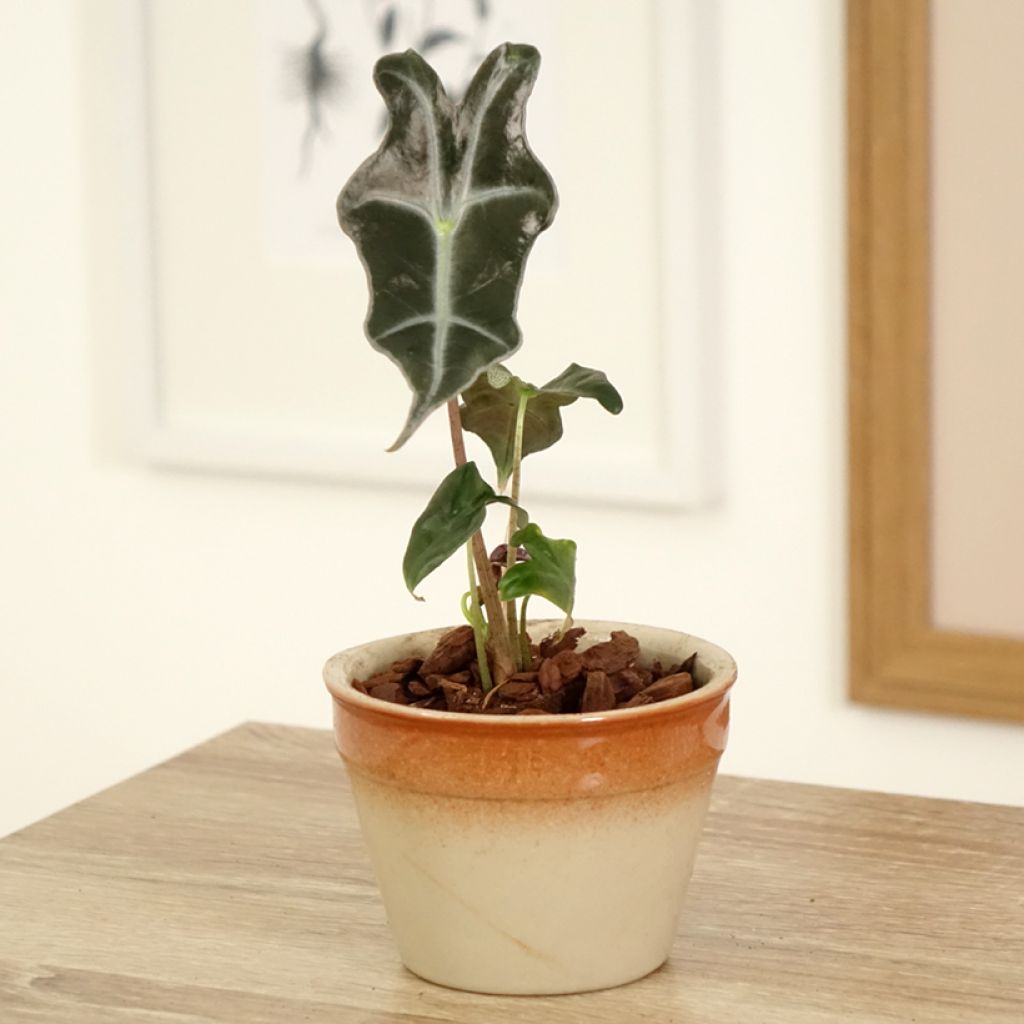 Alocasia Curly Bambino - Pfeilblatt