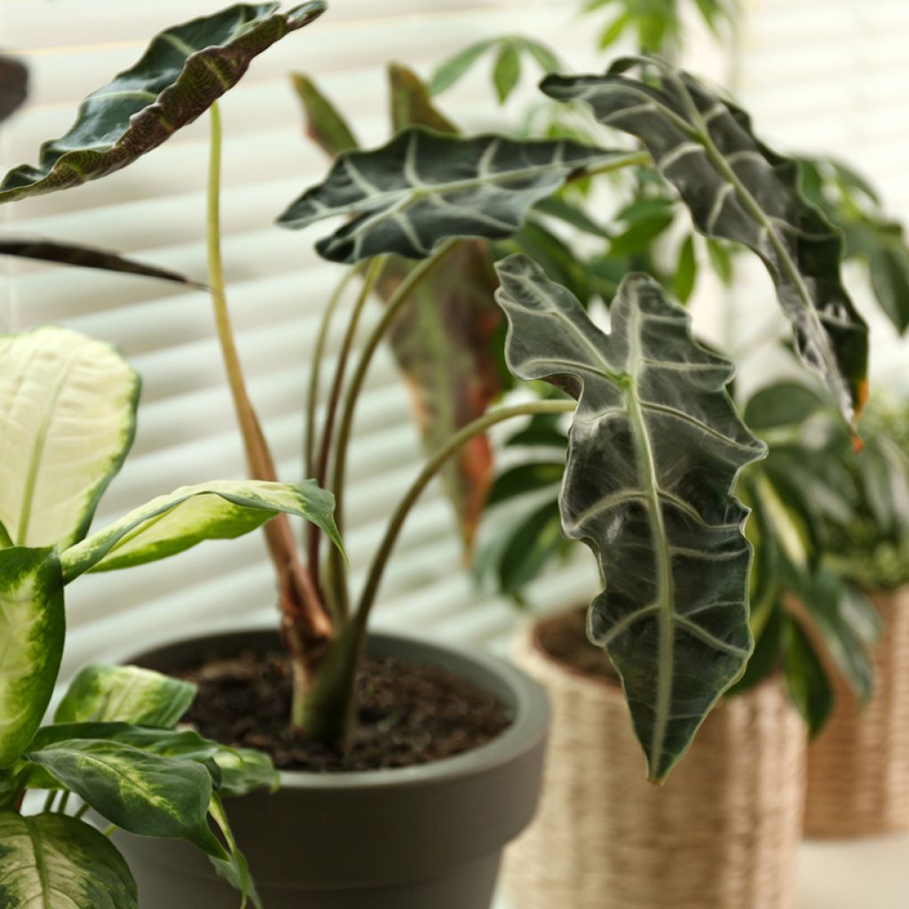 Alocasia Curly Bambino - Pfeilblatt