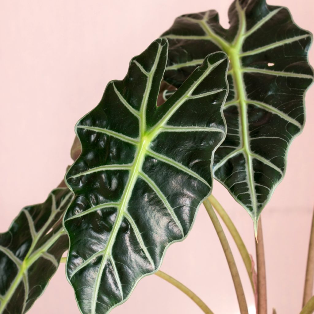 Alocasia Curly Bambino - Pfeilblatt