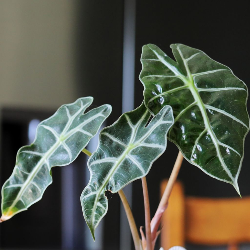 Alocasia Curly Bambino - Pfeilblatt
