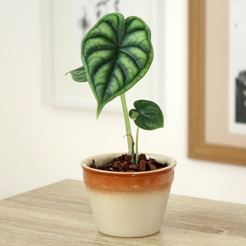 Alocasia Dragon Scale - Pfeilblatt