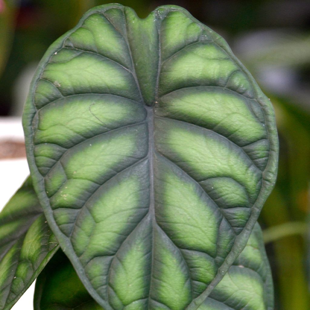 Alocasia Dragon Scale - Pfeilblatt