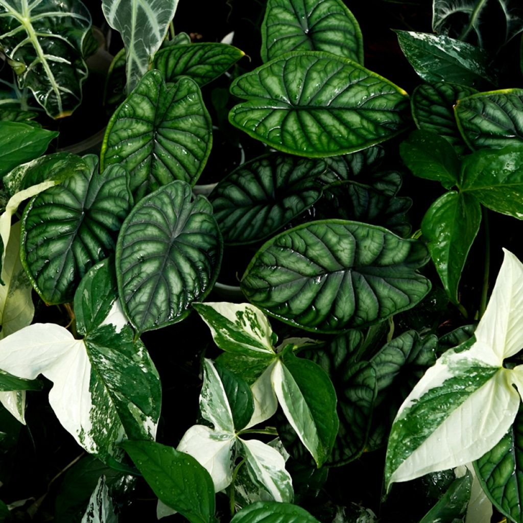 Alocasia Dragon Scale - Pfeilblatt