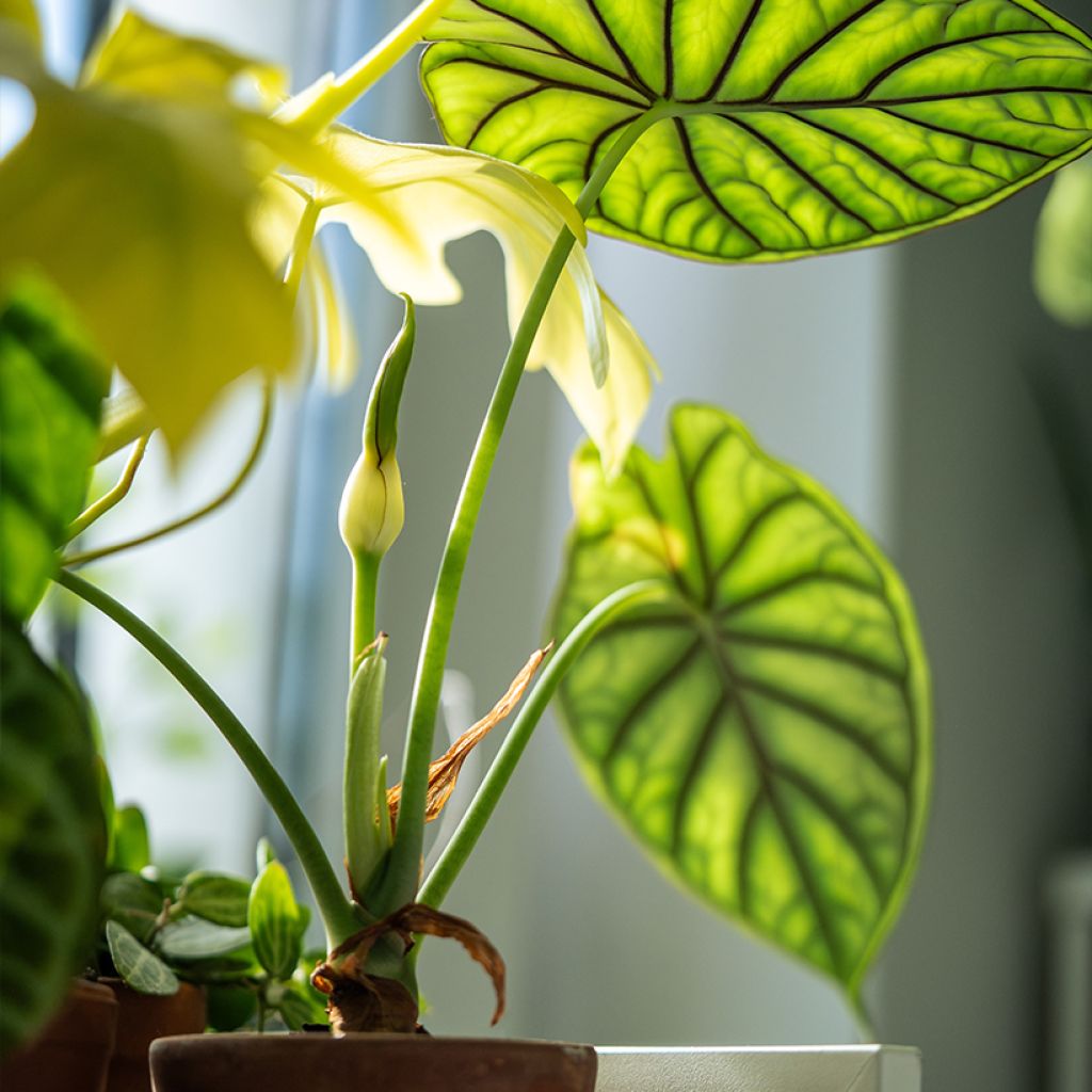 Alocasia Dragon Scale - Pfeilblatt