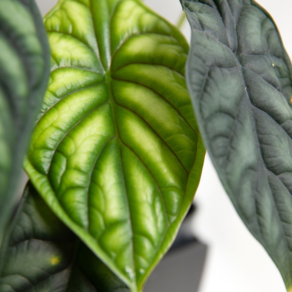 Alocasia Dragon Scale - Pfeilblatt