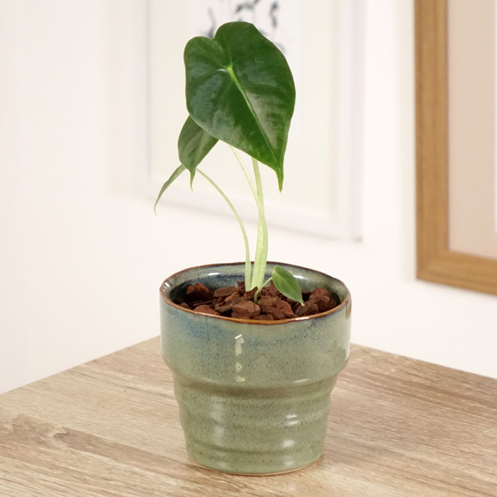 Alocasia Frydek - Pfeilblatt