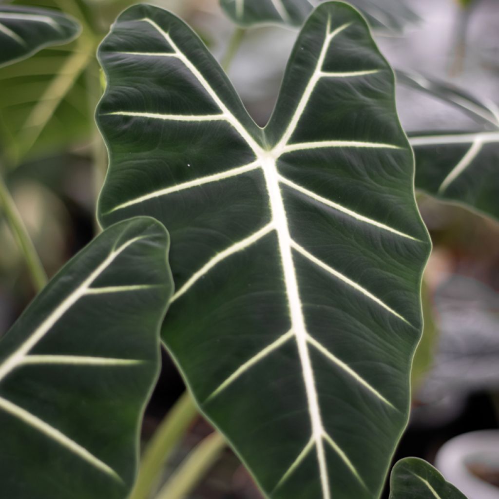 Alocasia Frydek - Pfeilblatt