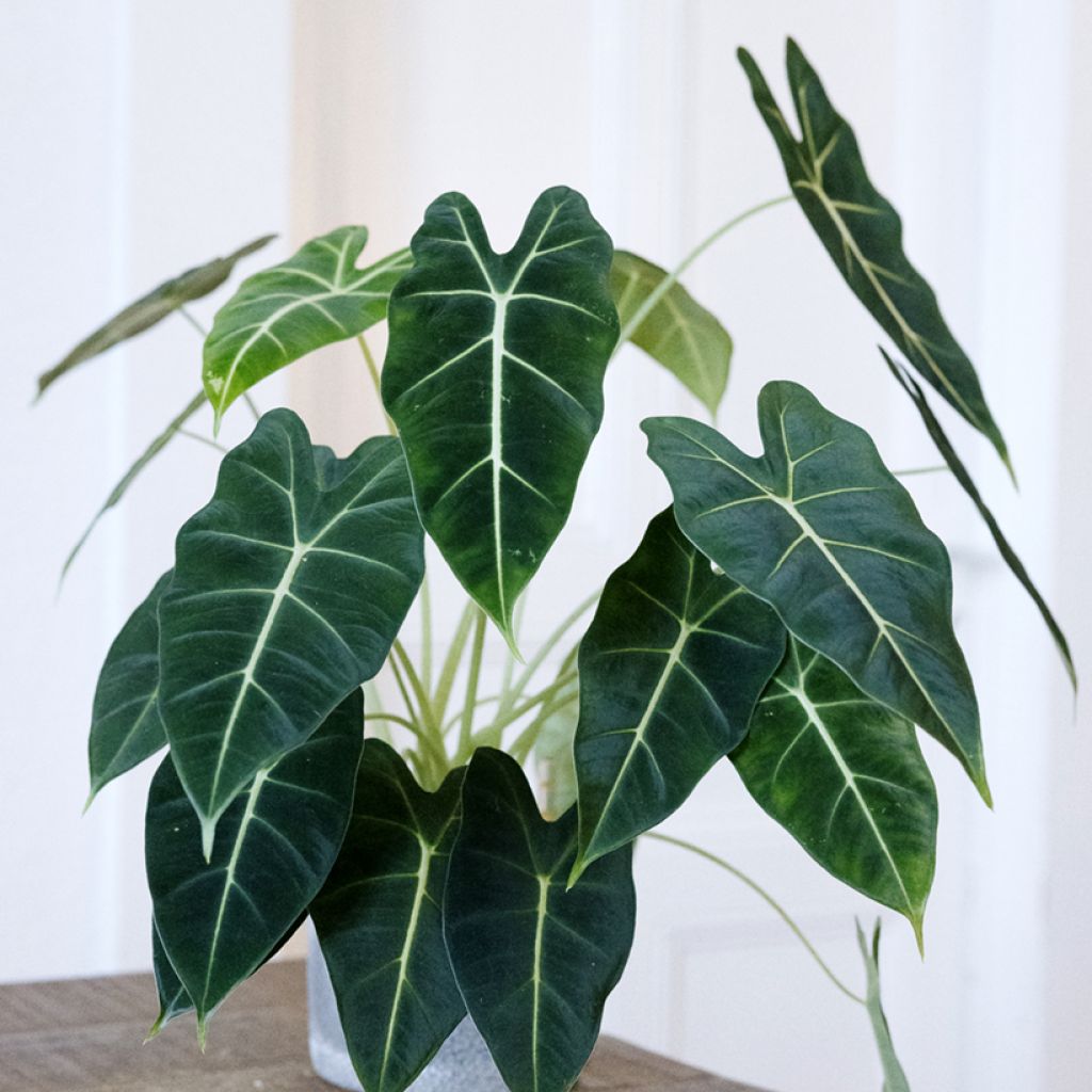 Alocasia Frydek - Pfeilblatt