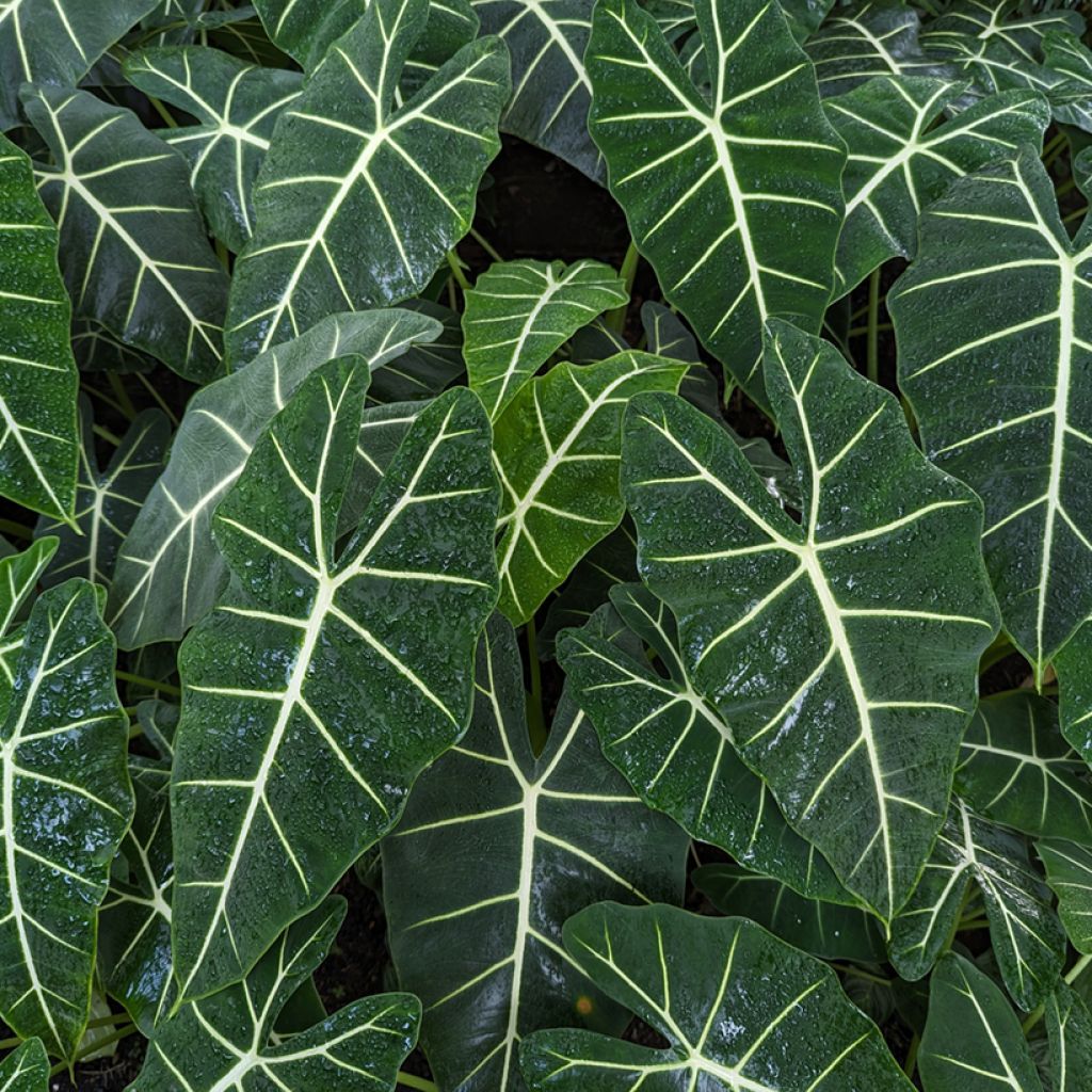 Alocasia Frydek - Pfeilblatt