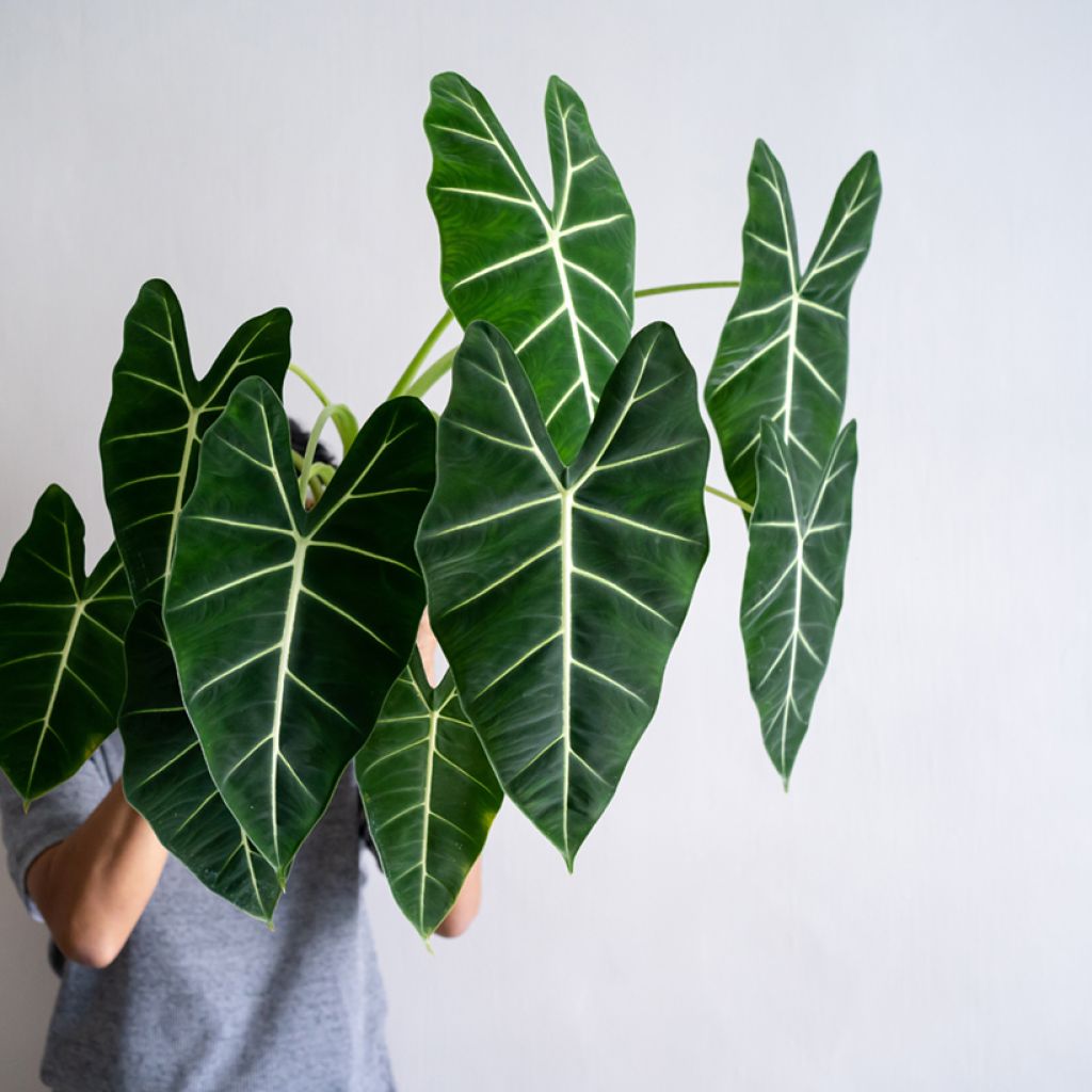 Alocasia Frydek - Pfeilblatt