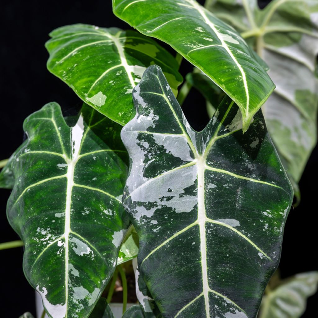 Alocasia Frydek Variegata - Pfeilblatt