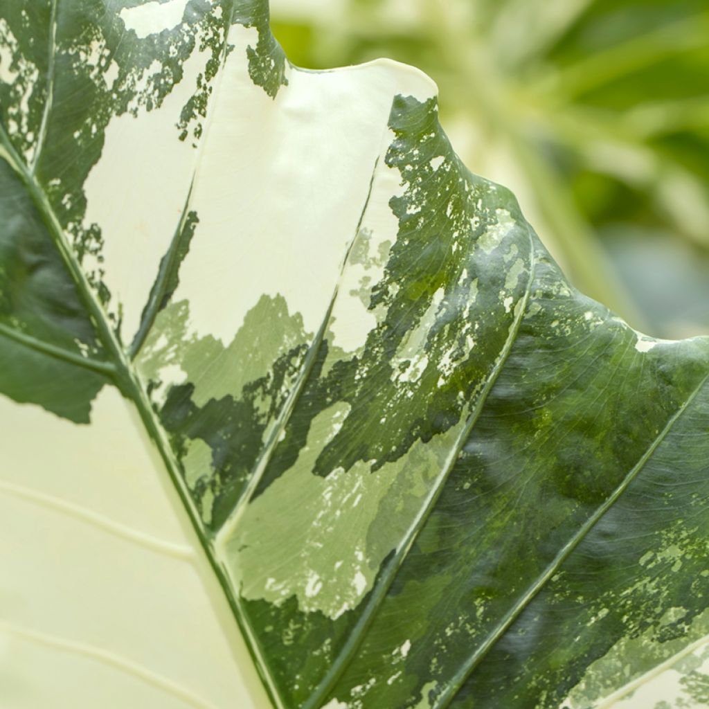 Alocasia Hualong - Pfeilblatt