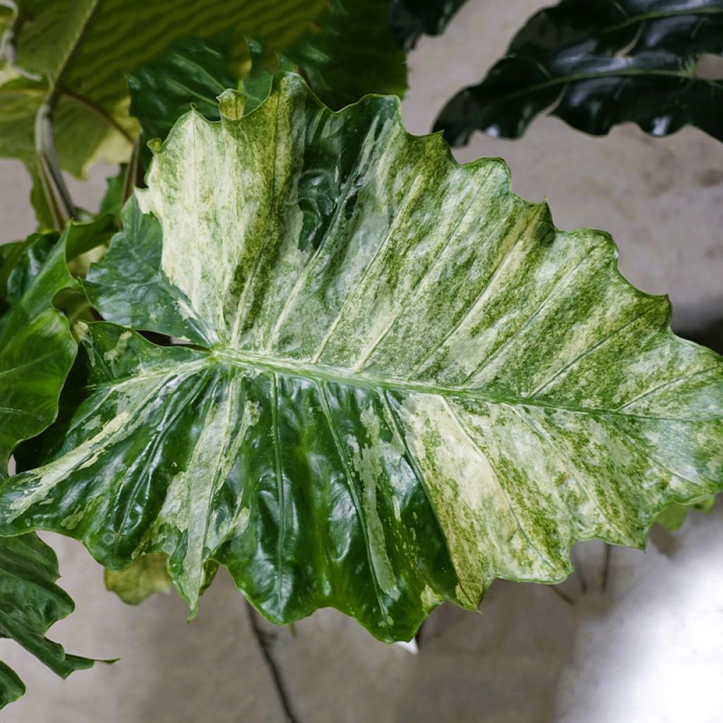 Alocasia Hualong - Pfeilblatt