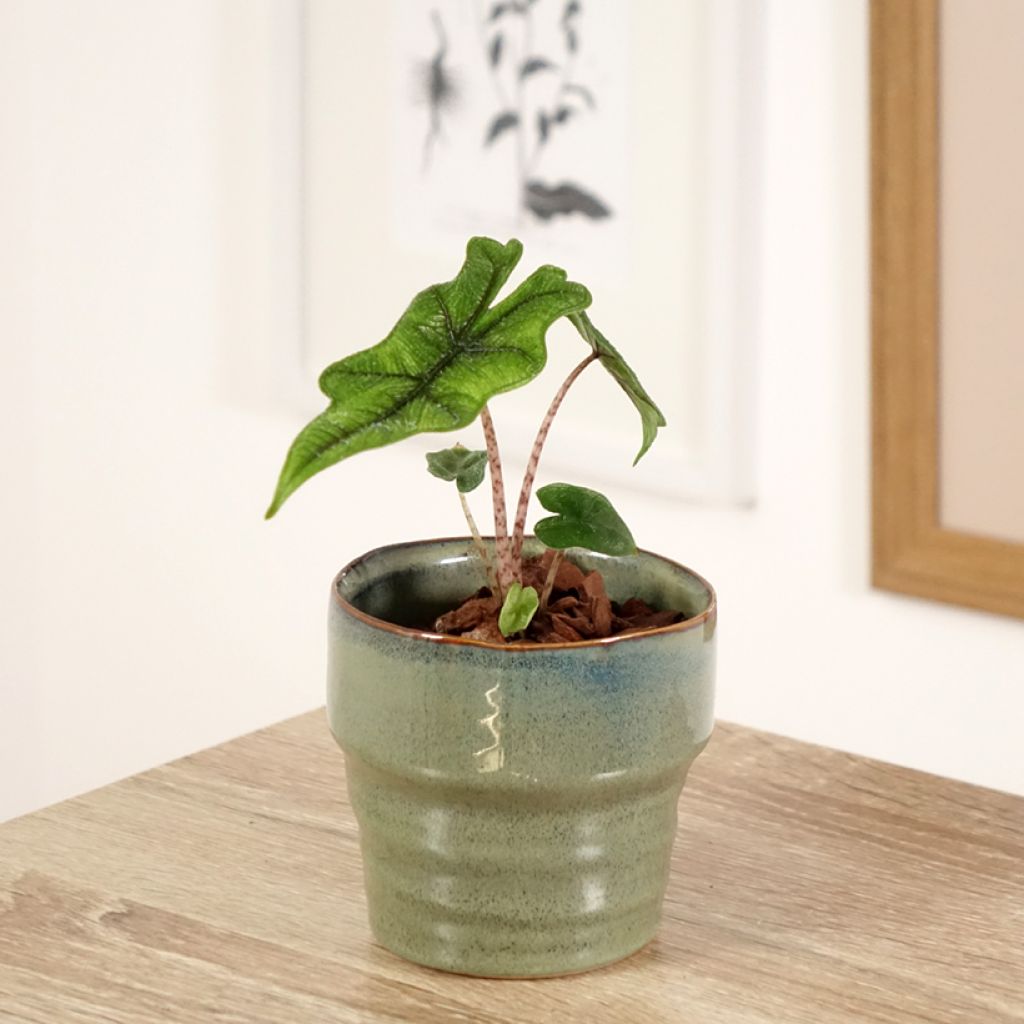 Alocasia Jacklyn - Pfeilblatt