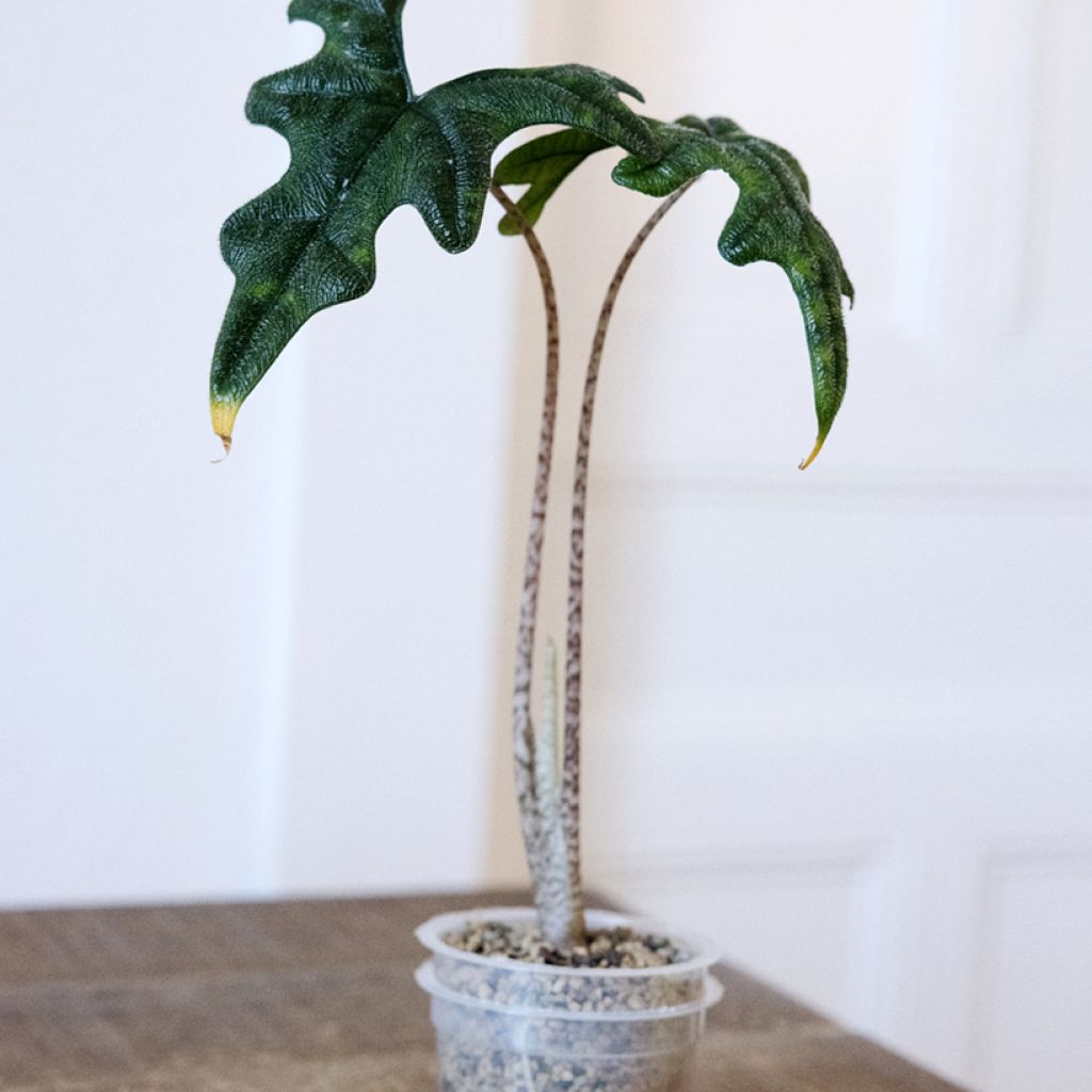 Alocasia Jacklyn - Pfeilblatt