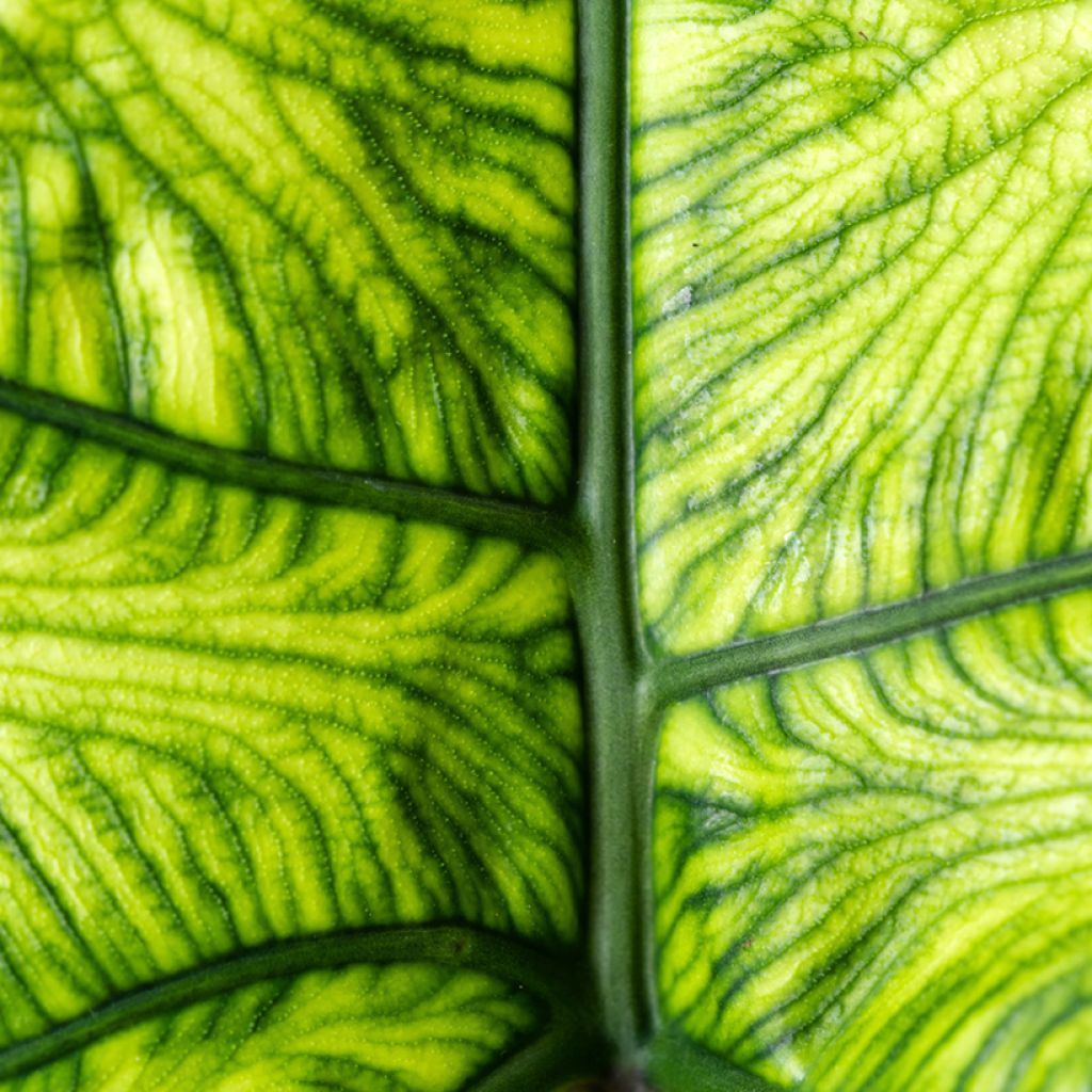 Alocasia Jacklyn - Pfeilblatt