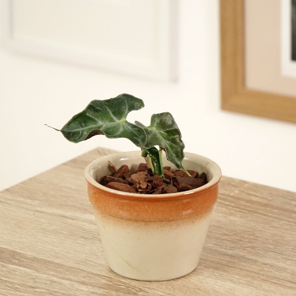 Alocasia Loco - Pfeilblatt