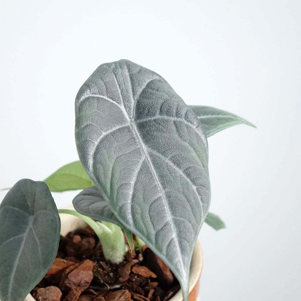 Alocasia Maharani - Pfeilblatt