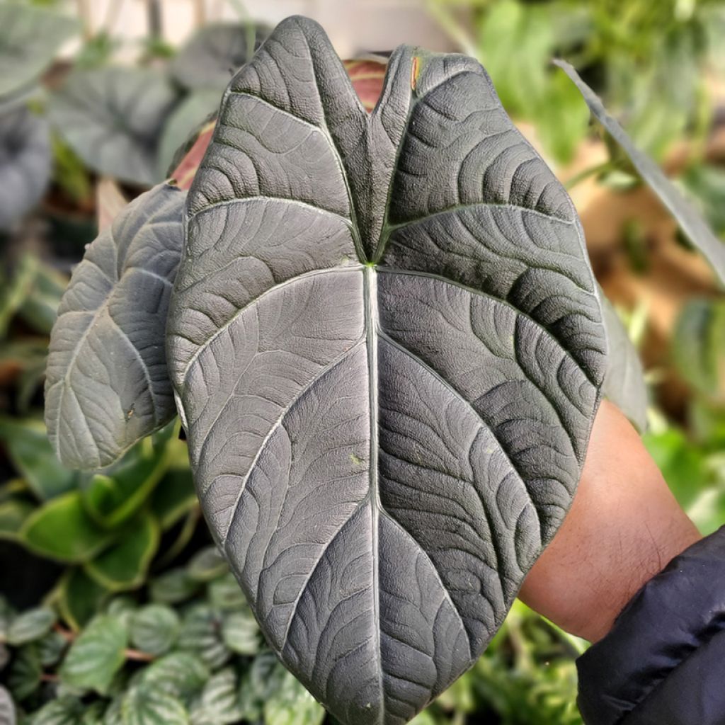 Alocasia Maharani - Pfeilblatt